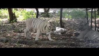 王庄爆料二虎视频播放下载,二虎视频播放下载攻略全解析 第1张 王庄爆料二虎视频播放下载,二虎视频播放下载攻略全解析 第1张